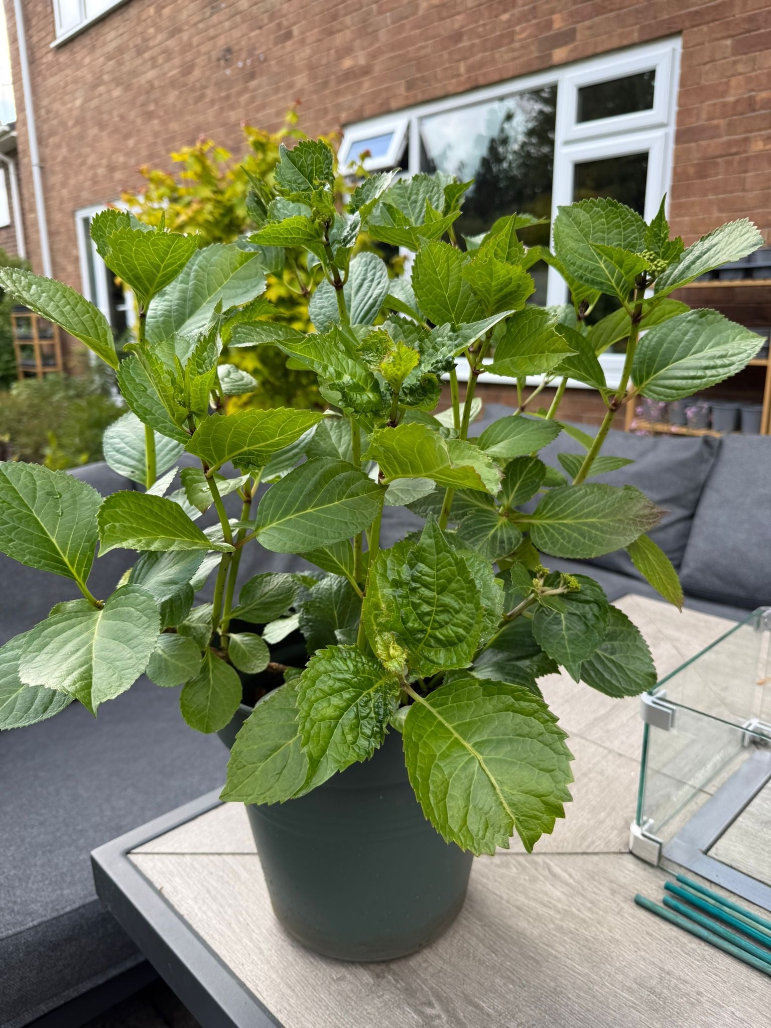 Hydrangea Macrophylla – Lacecap