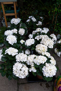 Hydrangea Macrophylla Mop Head White 3L Pot
