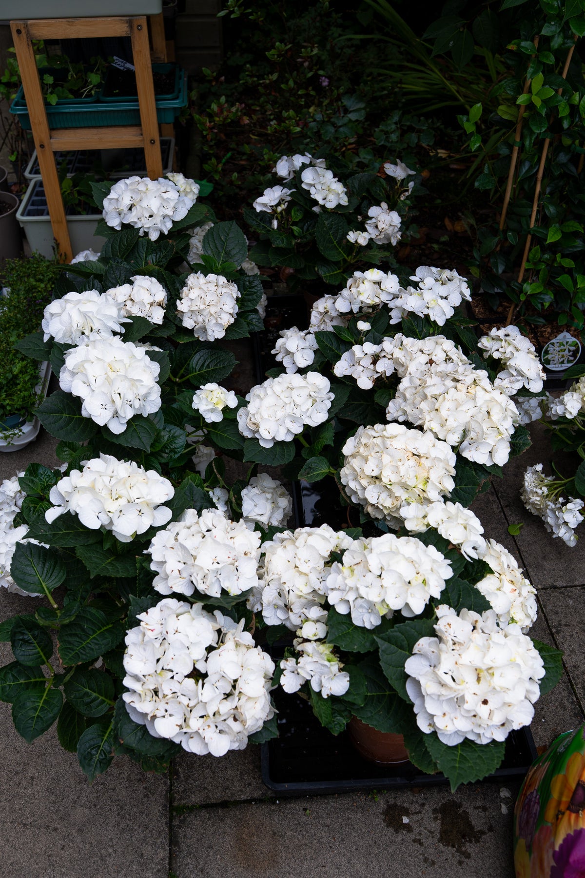 Hydrangea Macrophylla Mop Head White 3L Pot