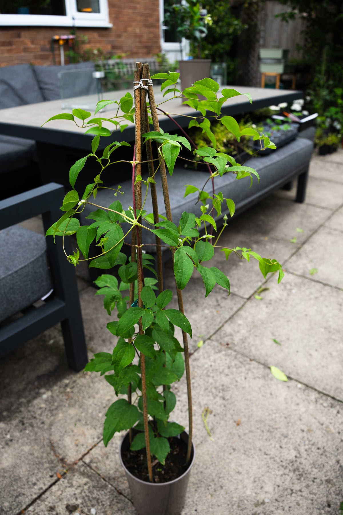 Clematis Huldine