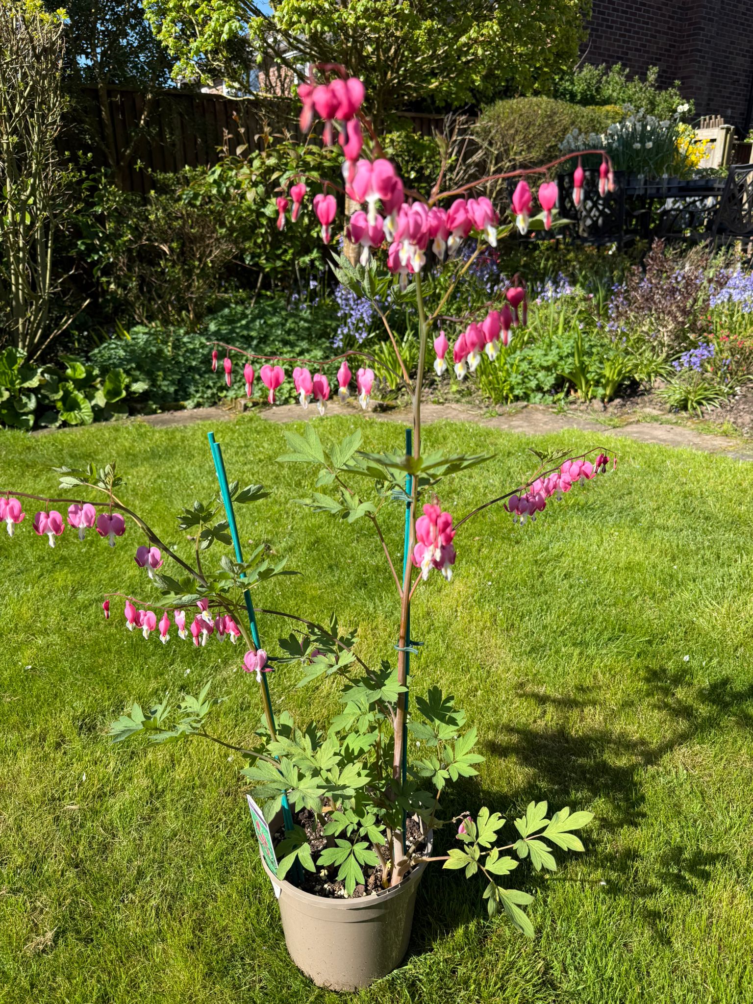 Dicentra spectabilis