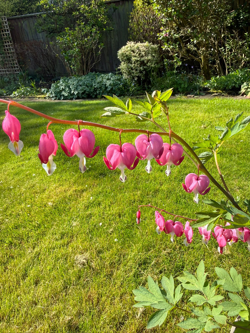 Dicentra spectabilis