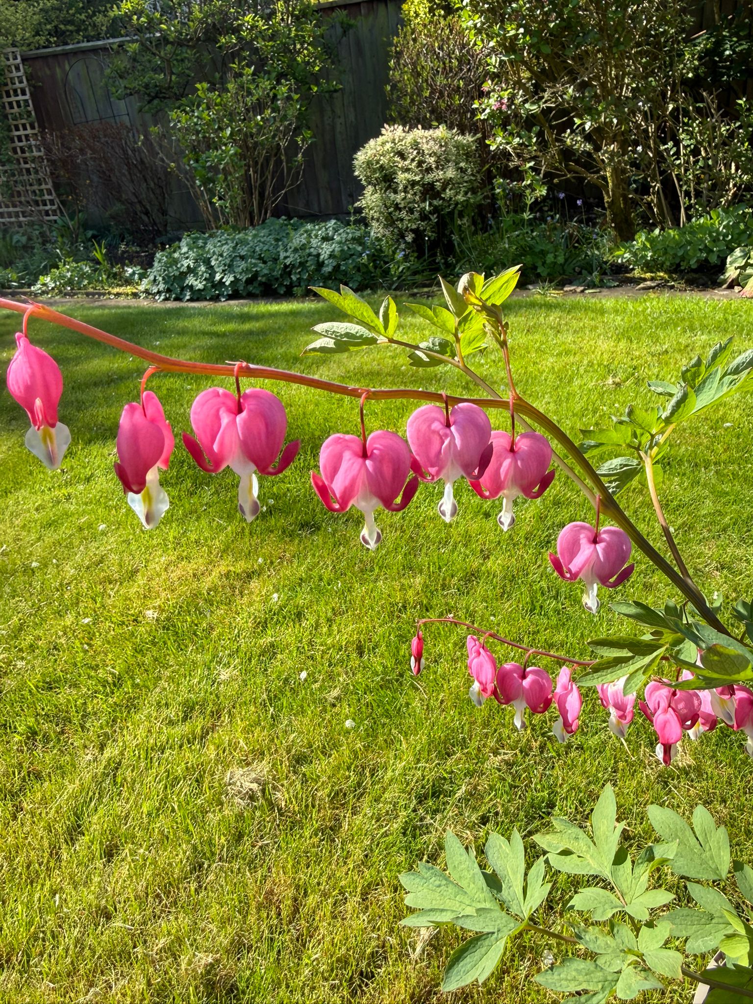 Dicentra spectabilis