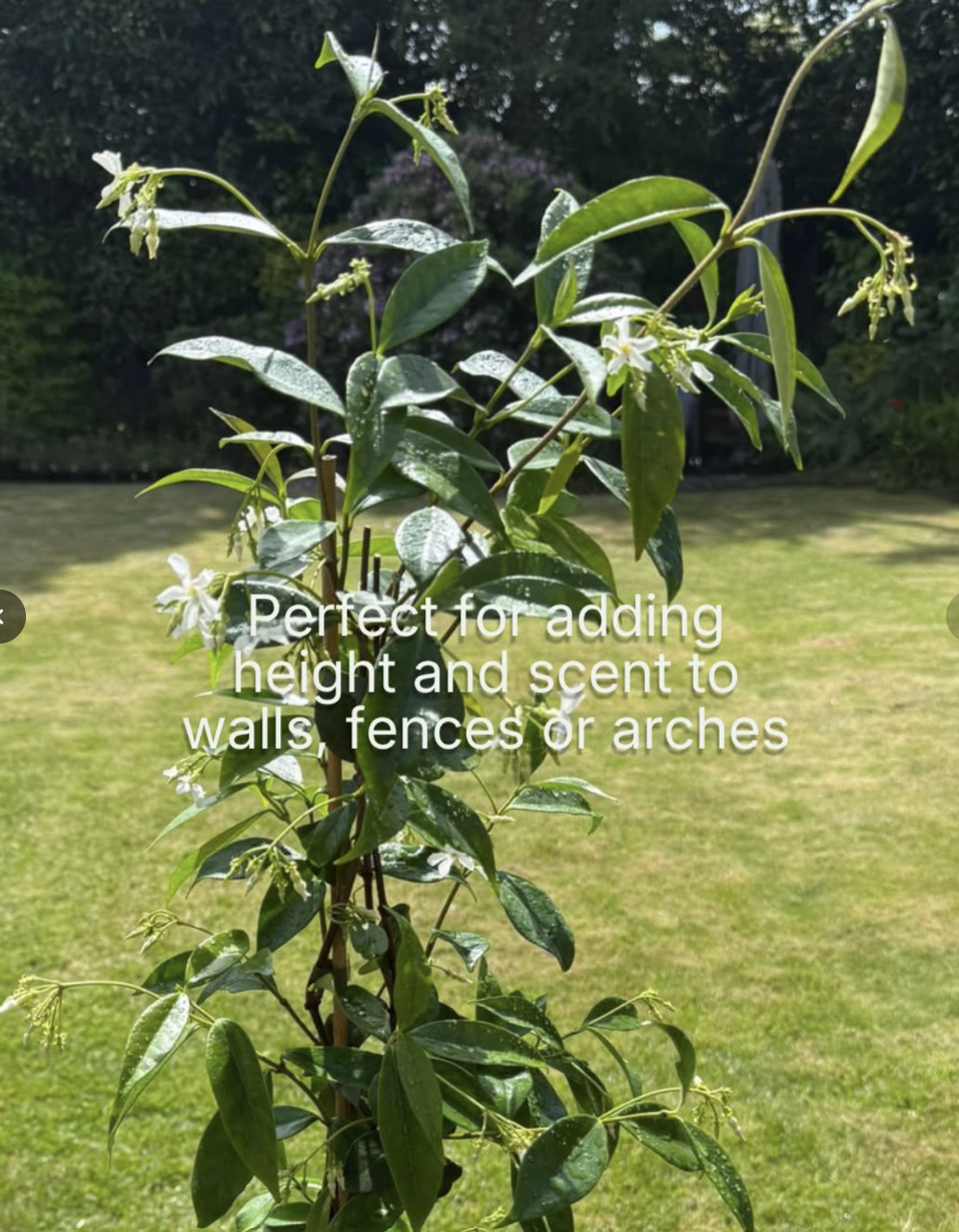 Star Jasmine (Trachelospermum jasminoides)