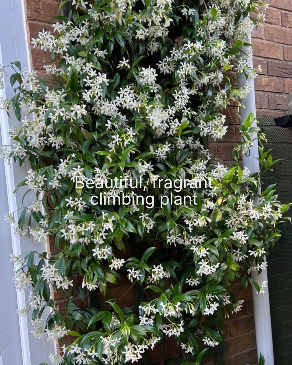 Star Jasmine (Trachelospermum jasminoides)