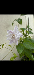 Clematis Jackmanii Alba