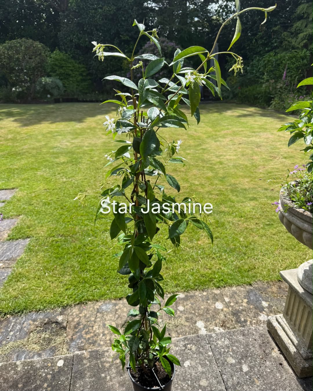Star Jasmine (Trachelospermum jasminoides)